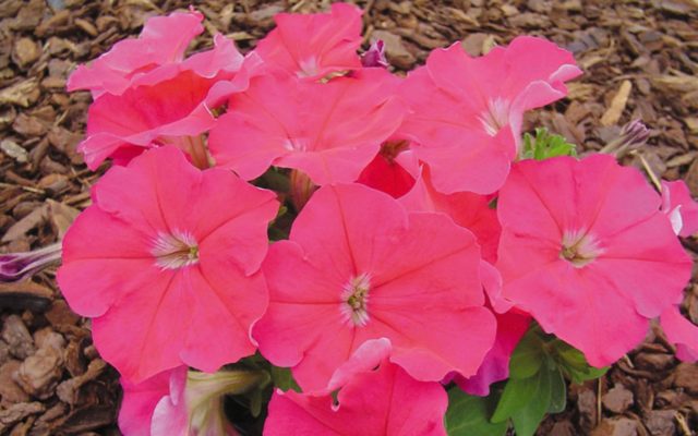 Multi-flowered petunia Mambo (Mambo) F1: description, photo, reviews