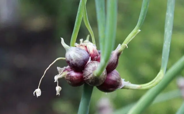 Multi-tiered onion (viviparous): cultivation and care, photo, how it reproduces