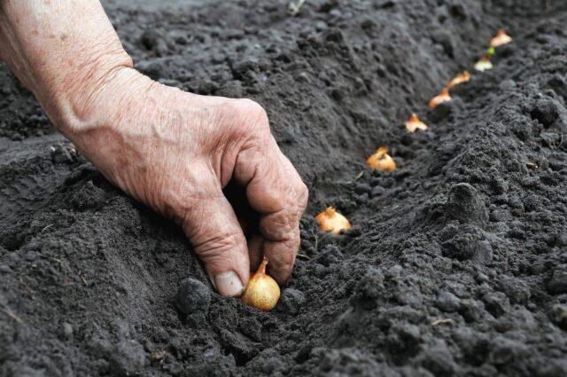 Multi-tiered onion (viviparous): cultivation and care, photo, how it reproduces