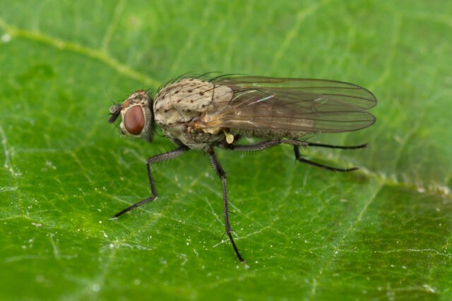 Multi-tiered onion (viviparous): cultivation and care, photo, how it reproduces