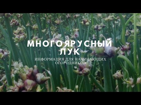 Multi-tiered onion (viviparous): cultivation and care, photo, how it reproduces