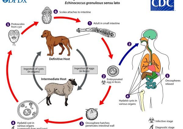 Multichamber echinococcosis &#8211; symptoms, diagnosis and treatment. How to prevent tapeworm infection?