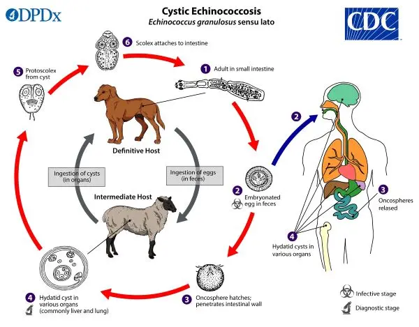 Multichamber echinococcosis &#8211; symptoms, diagnosis and treatment. How to prevent tapeworm infection?