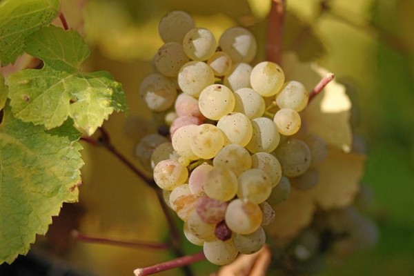 Muscat grape varieties: description and characteristics