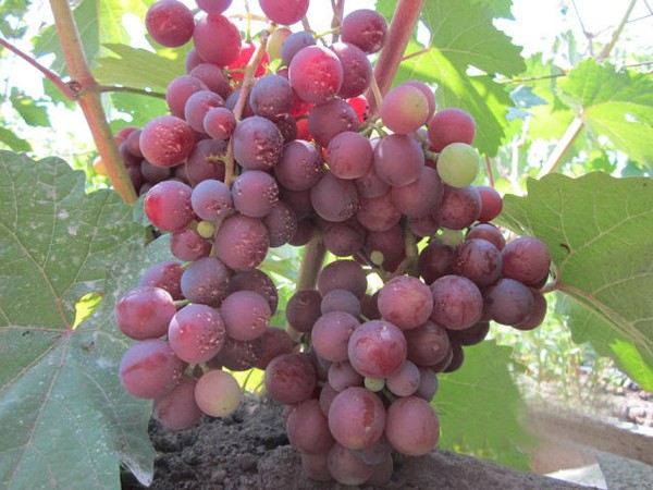 Muscat grape varieties: description and characteristics