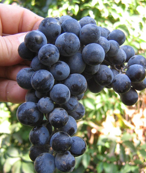 Muscat grape varieties: description and characteristics