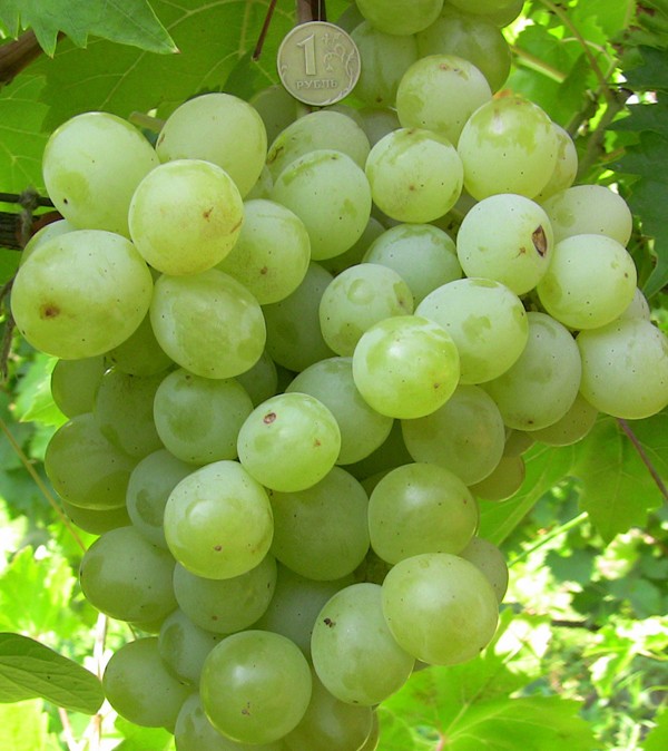 Muscat grape varieties: description and characteristics