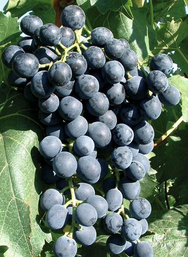 Muscat grape varieties: description and characteristics