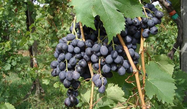 Muscat grapes: what is it, varieties, photo, description, red, black, early