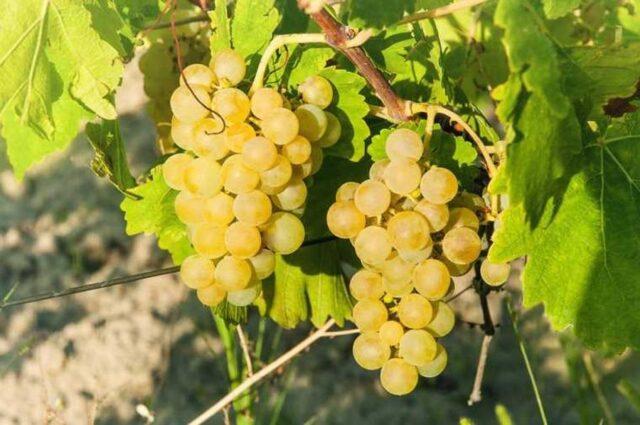 Muscat grapes: what is it, varieties, photo, description, red, black, early