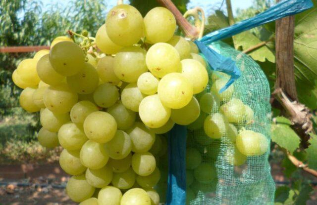 Muscat grapes: what is it, varieties, photo, description, red, black, early