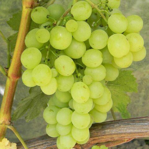 Muscat grapes: what is it, varieties, photo, description, red, black, early