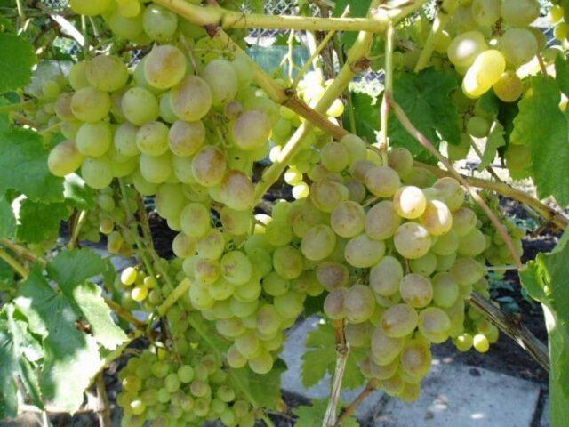 Muscat grapes: what is it, varieties, photo, description, red, black, early