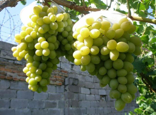 Muscat grapes: what is it, varieties, photo, description, red, black, early