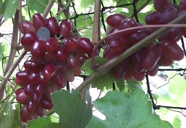 Muscat grapes: what is it, varieties, photo, description, red, black, early