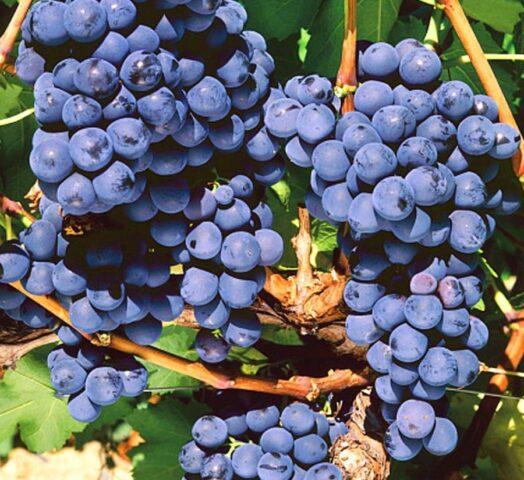 Muscat grapes: what is it, varieties, photo, description, red, black, early