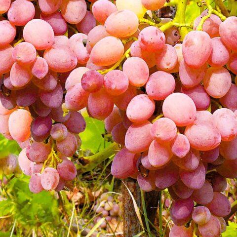 Muscat grapes: what is it, varieties, photo, description, red, black, early