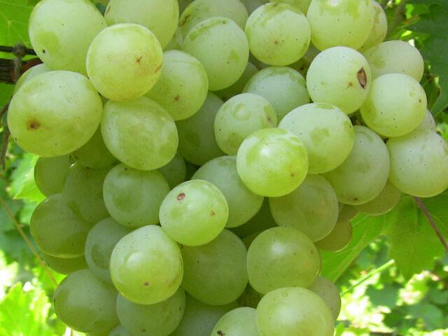 Muscat grapes: what is it, varieties, photo, description, red, black, early