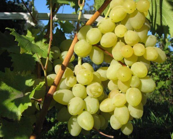 Muscat grapes: what is it, varieties, photo, description, red, black, early