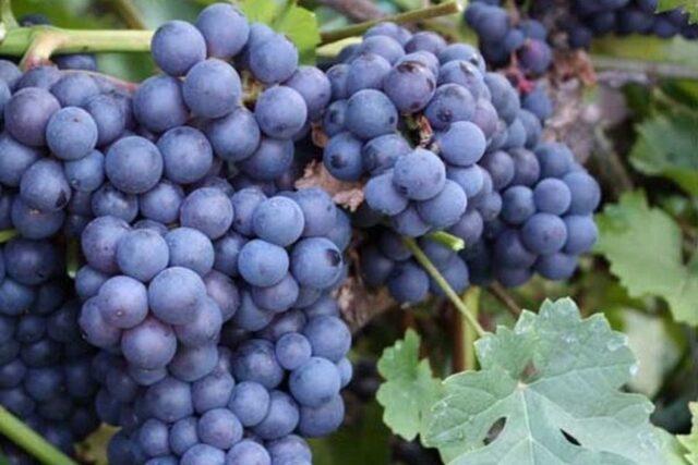 Muscat grapes: what is it, varieties, photo, description, red, black, early