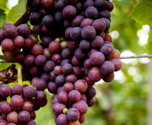 Muscat grapes: what is it, varieties, photo, description, red, black, early