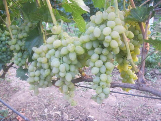 Muscat grapes: what is it, varieties, photo, description, red, black, early