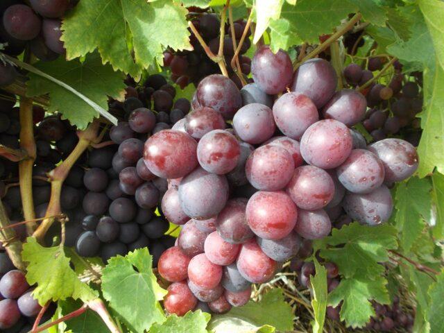 Muscat grapes: what is it, varieties, photo, description, red, black, early