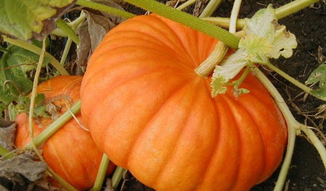 Muscat pumpkin: photo, benefit and harm