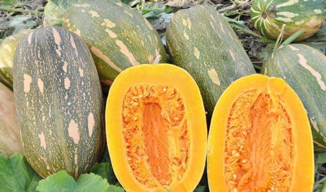 Muscat pumpkin: photo, benefit and harm