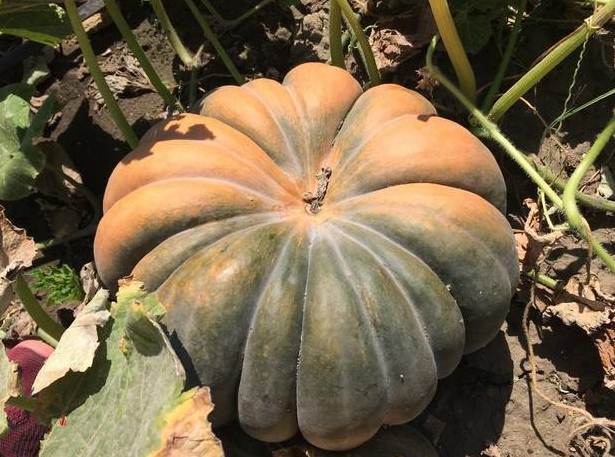 Muscat pumpkin: photo, benefit and harm