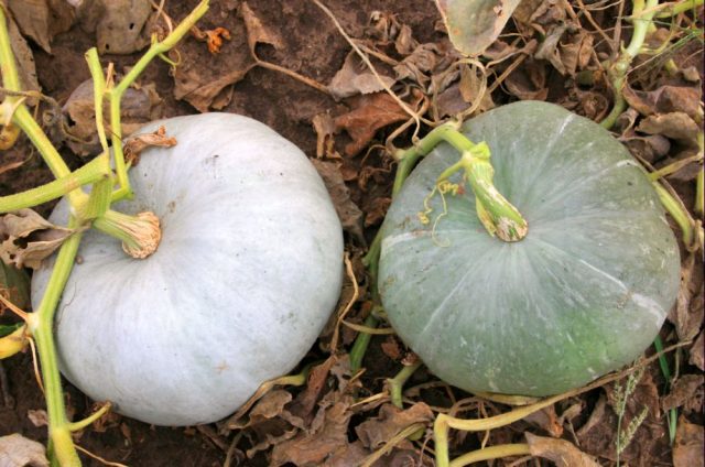 Muscat pumpkin: photo, benefit and harm