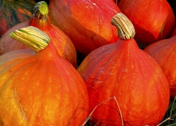 Muscat pumpkin: photo, benefit and harm