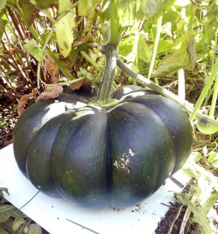 Muscat pumpkin: photo, benefit and harm