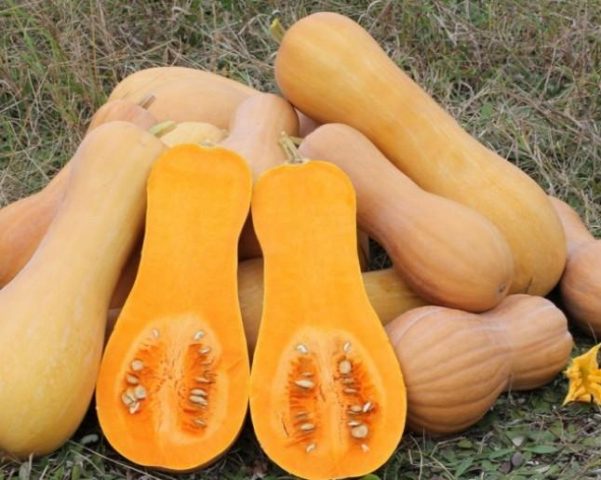 Muscat pumpkin: photo, benefit and harm