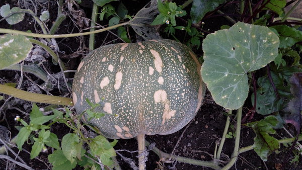 Muscat pumpkin: photo, benefit and harm