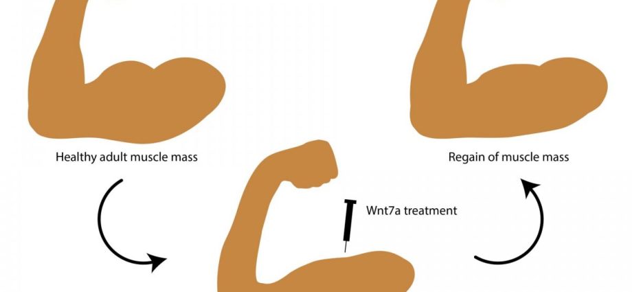 Muscle atrophy in tumors can be reversed