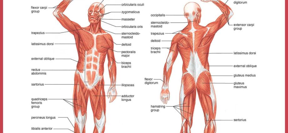 Muscles &#8211; structure, operation and types of muscles