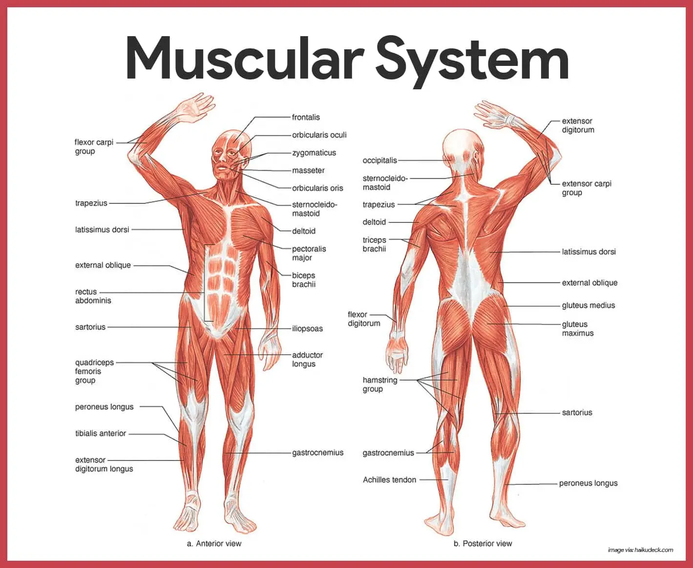 Muscles &#8211; structure, operation and types of muscles