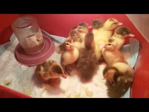 Muscovy duck: photo, breed description, incubation 