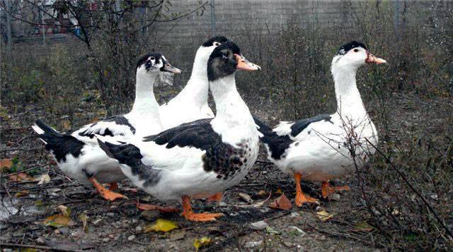 Muscovy duck: photo, breed description, incubation 