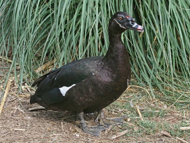 Muscovy duck: photo, breed description, incubation 