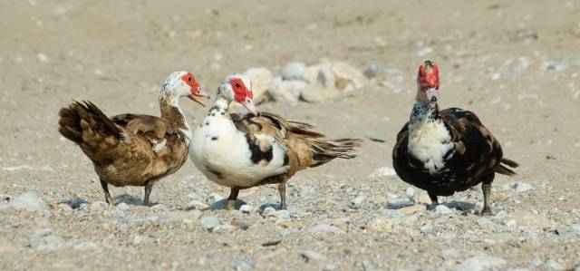 Muscovy duck: photo, breed description, incubation 