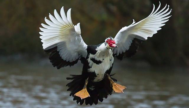 Muscovy duck: photo, breed description, incubation 