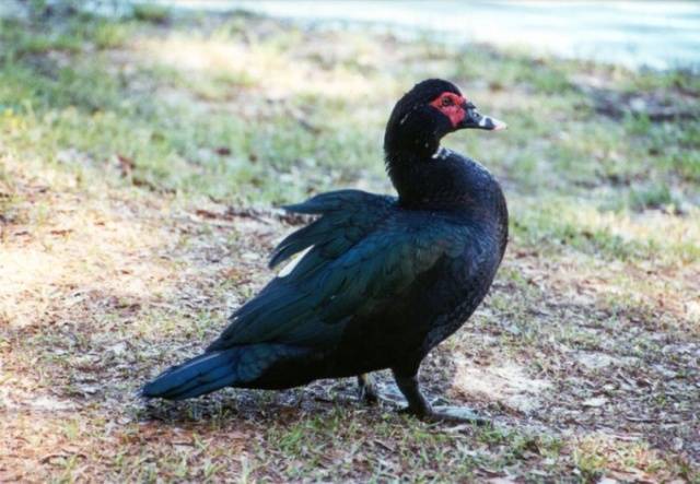 Muscovy duck: photo, breed description, incubation 