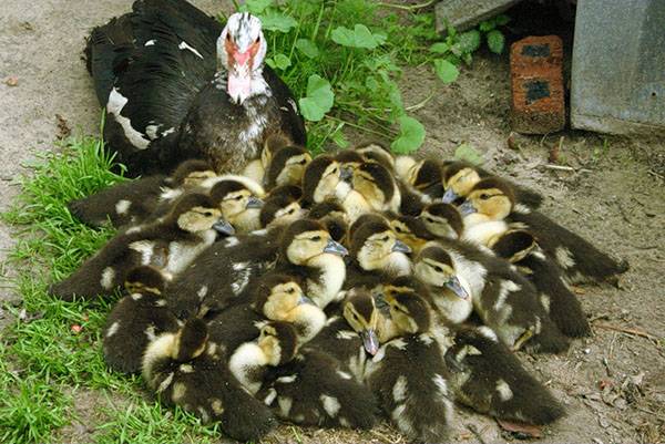 Muscovy duck: photo, breed description, incubation 