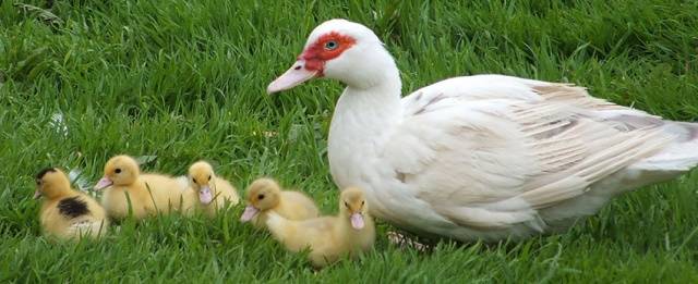 Muscovy duck: photo, breed description, incubation 