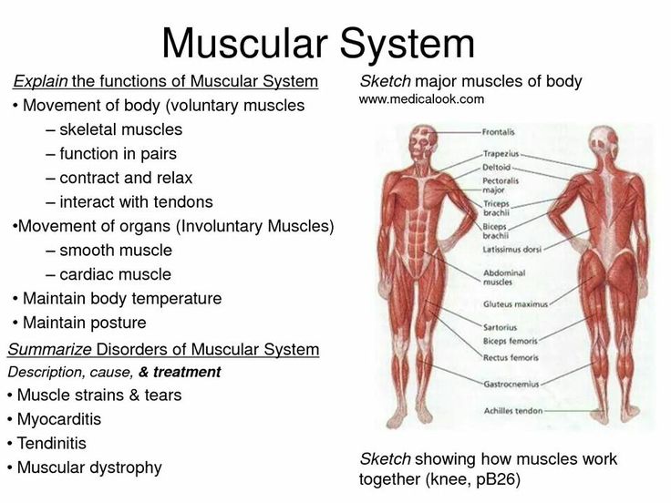 muscular-system-anatomy-muscle-functions-muscular-ailments