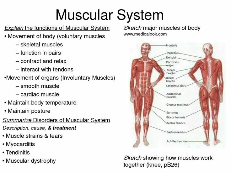 Muscular system &#8211; anatomy, muscle functions, muscular ailments