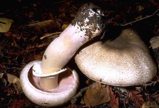 Mushroom (Agaricus moelleri) photo and description