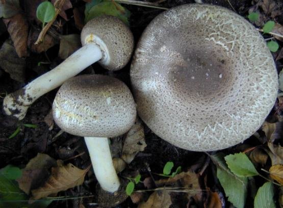 Mushroom (Agaricus placomyces) photo and description